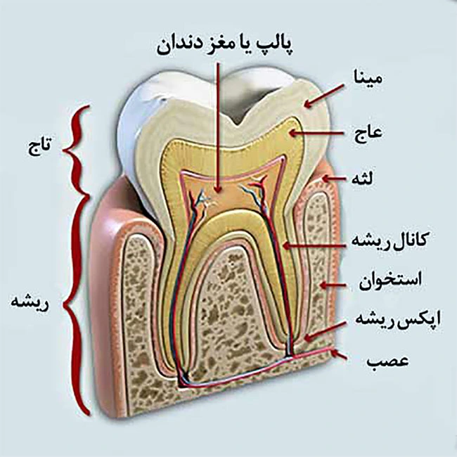 ساختار دندان